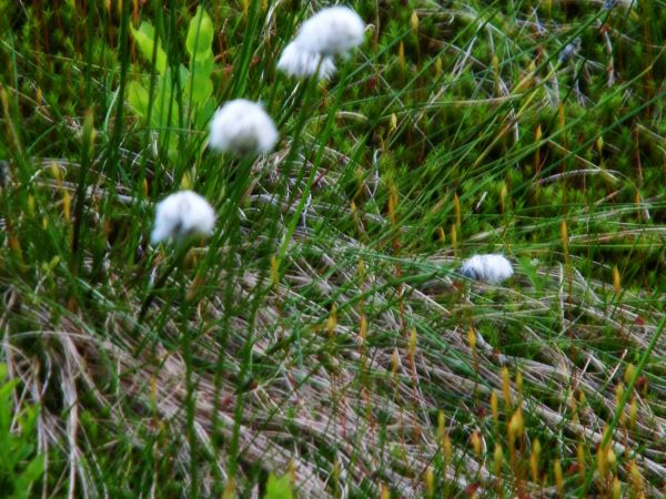 nie wiem co to za roślina  nie myślałem że brzozę spotkam dość wysoko spotkałem martwą żabę w niby czystej wodzie