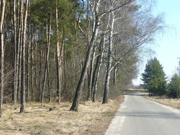 Droga prowadząca do miejscowości Osiny