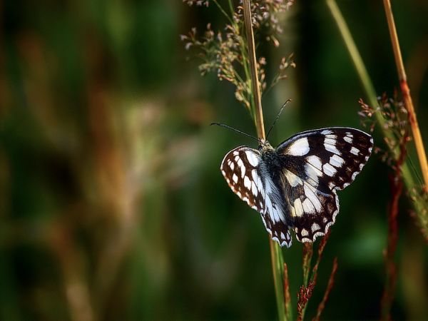 Rusałka kratkowiec - Nowosiółki - Fauna
