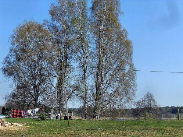 zdjecie Studzienice