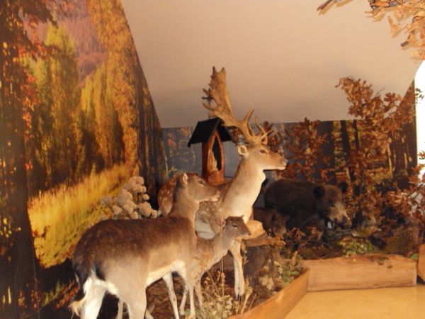 wystawa leśnych zwierząt - część ekspozycji z ośrodka "Caritas-u", tam  jeszcze Ogród Biblijny, Park Miniatur Świątyń, Mini - Zoo, ładnie przystrojona kawiarnia