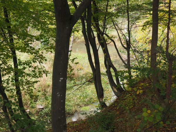 bobrowy poligon - dwa pieńki podcięte, zasilą bazę pokarmową i pewnie posłużą do wzmocnienia konstrukcji grobli. Spuszczone drzewo przecinają na kloce a te wyśm