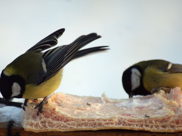 Nasze ptaszki Sikorki