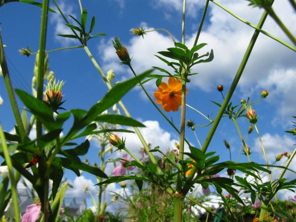 Ogród w centrum miasta