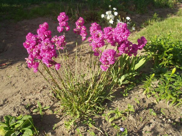 Bródzki pełne kwiatów.