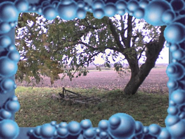 Niedaleko są orzechy i kasztany