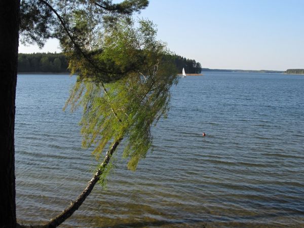 Krzywa brzoza na brzegu jeziora Wdzydze przy OW Czarnowodzianka