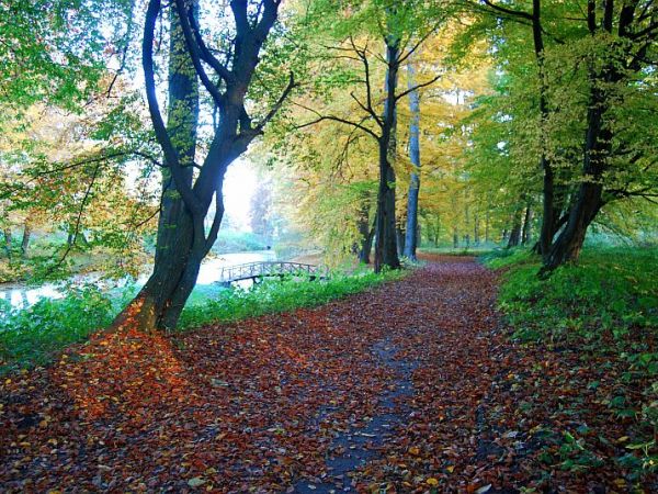 Waplewo Wielkie - fragment  przypałacowego parku założonego w XVII wieku.(październik 2013)