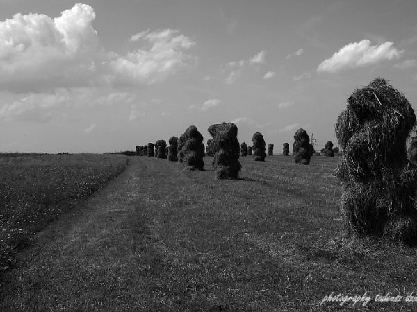 Kopy siana , niczym włoskie lody....