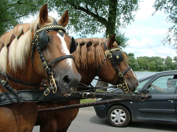Konie ze Stadniny Ogierów w Kętrznie. Zdjęcie dedykuję Panu Markowi z TORUNIA.