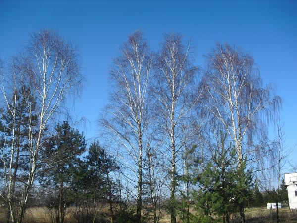 zdjecie Wola Wężykowa