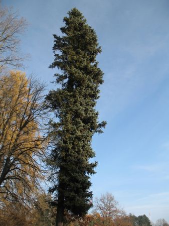 zdjecie Białowieża