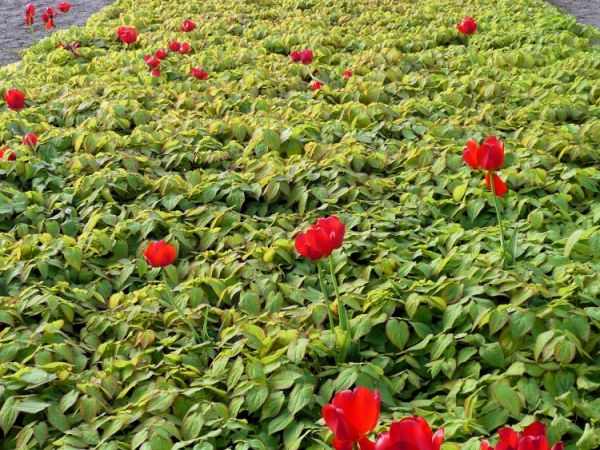 Zabrze - ogród botaniczny