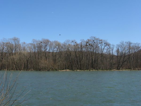 Gniazda czapli siwych - na prawym brzegu Sanu - wczesna wiosna. Wiedzieć też należy, że nic tak nie śmierdzi rybą jak odchody czapli, nawet sama ryba pod tym wz