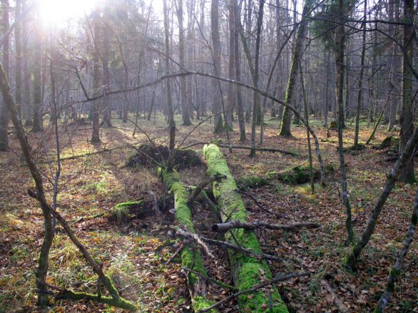 zdjecie Białowieża