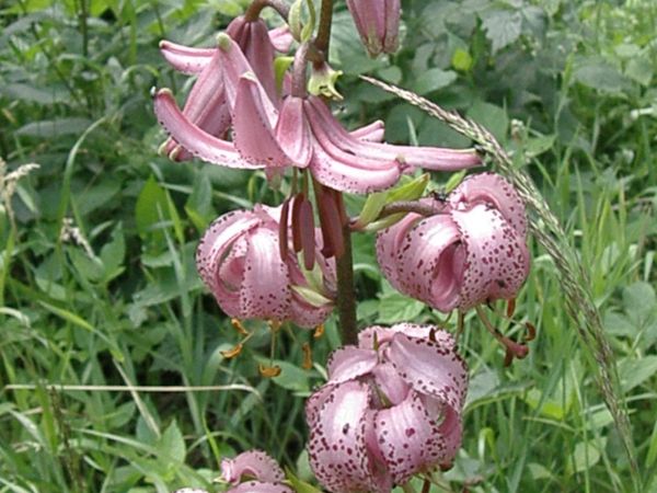 lilia złotogłów na stokach Wielkiej Sowy /pod ochroną/