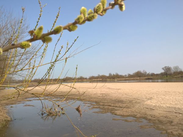 Nieśmiało- ale jednak, nad Wisłę przychodzi utęskniona wiosna ;-)