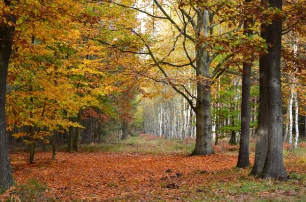 Kolorowa jesień w dawnej Puszczy Tarnowskiej