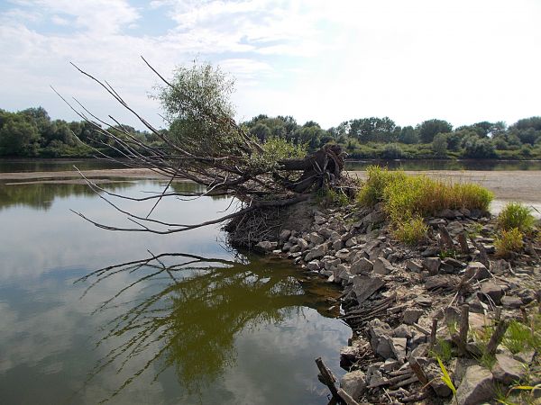 Wierzba mimo naporu wody ,przetrwała i utrzymała swą pozycję na tamie w Pawłowie.Podobnie Polska wyjdzie zwycięsko z ataku bezbożnego materializmu i lewicowego