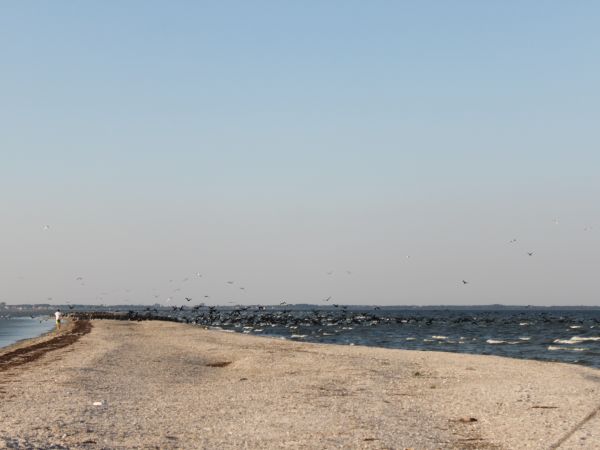 Jeszcze raz Mewia Rewa, przez którą co roku w sierpniu odbywa się Marsz Śledzia:)