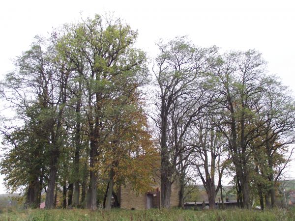 wieniec starych drzew, niemych dziejów świadków - otacza cerkiew, kiedyś cieniem służyły wiernym, nowożeńcom a dzisiaj jeno spoczywającym, pogrzebanym na niewie