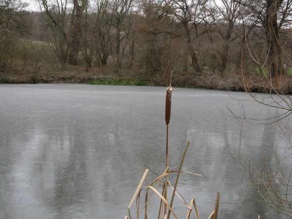 lustro - dziś tafla lodowa i fragment linii brzegowej stawu dworskiego, pałka wodna i suche trzciny.