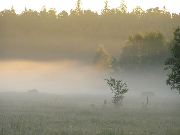 Poranne (godz. 4.00!) safari :)