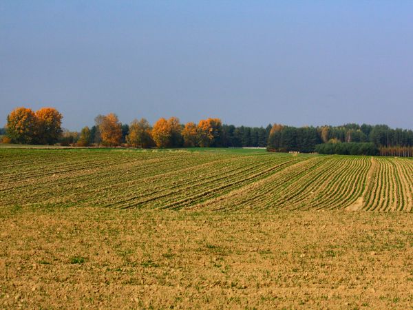 zdjecie Tyniewicze Duże