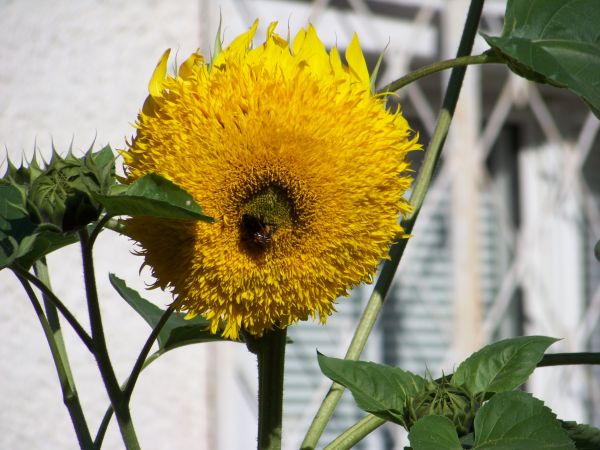 Zapylanie słonecznika