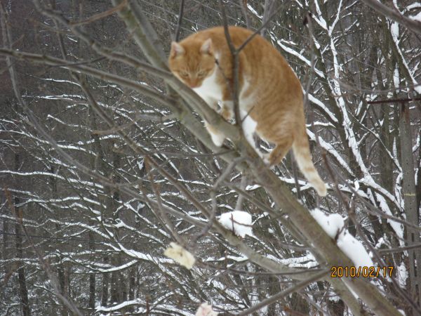 To nie dla kotka szpyrka