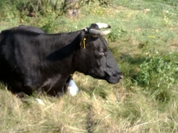 KRÓWKA  ODPOCZYWA 2014r.