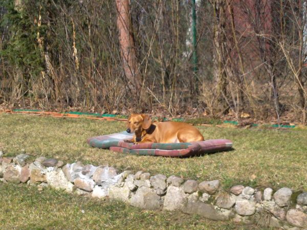 Wygrzewający się w marcowym słońcu piesek na działce w Szczekarzewie