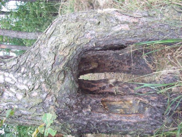 Ciekawe korzenie sosny na skraju lasu od strony połdniowej  granica wsi Przyłęk