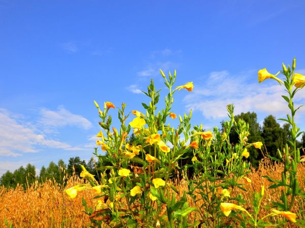 zdjecie Nowa Złotoria
