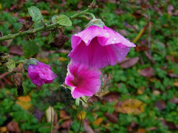 jeszcze są kwiaty na ogródku  i słońce się pokazało