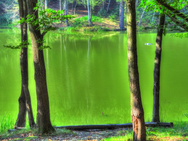 zdjecie Wodzisław Śląski