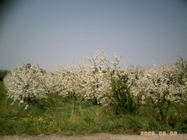 zdjecie Stare Kaliszany