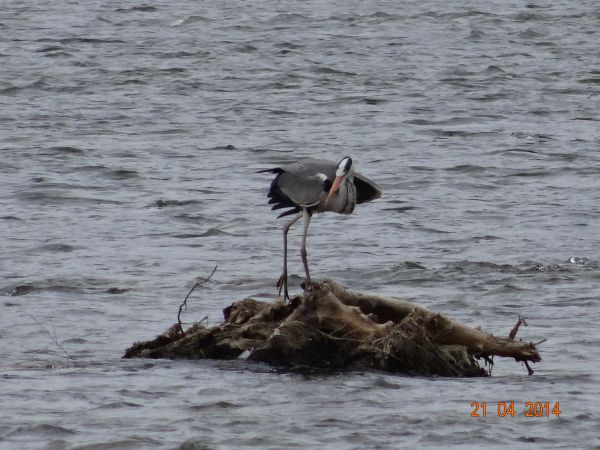 czapla siwa, inne jej zdjęcia w galerii m. Hoczew.