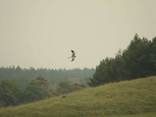 Rzadki orzeł - błotniak łąkowy w Labuszewie.