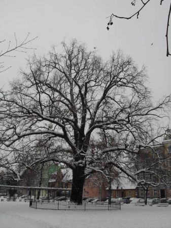 Dąb "Bolek", pomnik przyrody na placu Jana Metziga