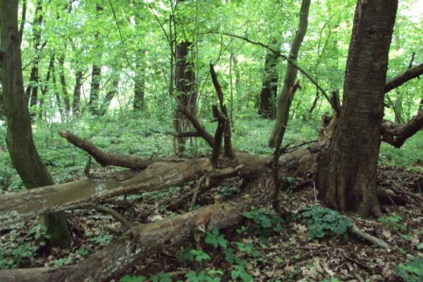 miejsce pochówku poległego żołnierza niemieckiego - fakty dotyczą przejścia frontu w okresie VII / VIII 1944r. /mogę wskazać na źródła tego przekazu/.