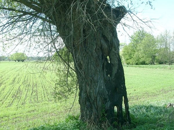 Drzewo z dziurami ;)