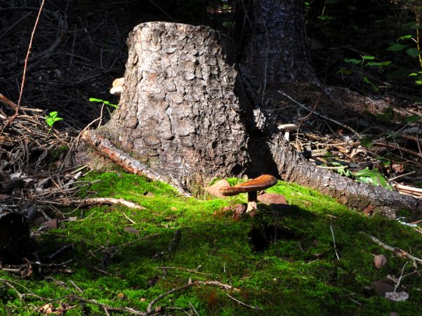 Ścinawka Górna- okolice