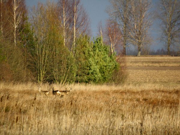 Początek zimy 6.12.2015r. KUŁASZOWKA