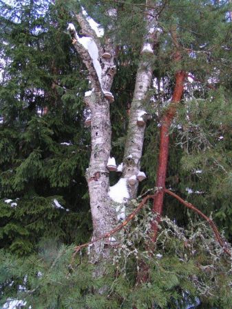 Iłowiec - styczeń 2011