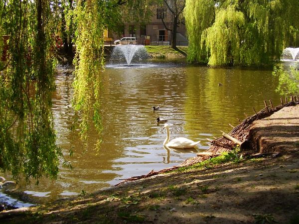 Miejski park, koniec kwietnia 2010 - nowy gość na stawie - przelotem?