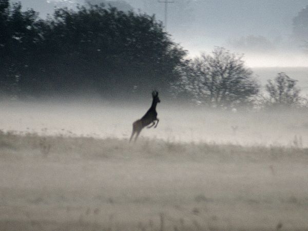 Poranek z koziołkiem