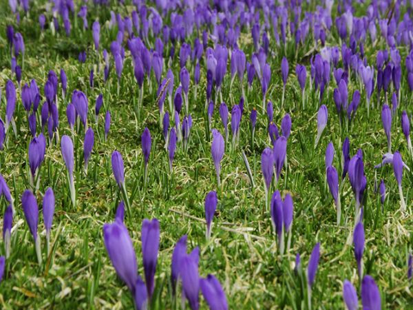 Chochołów-szafran spiski