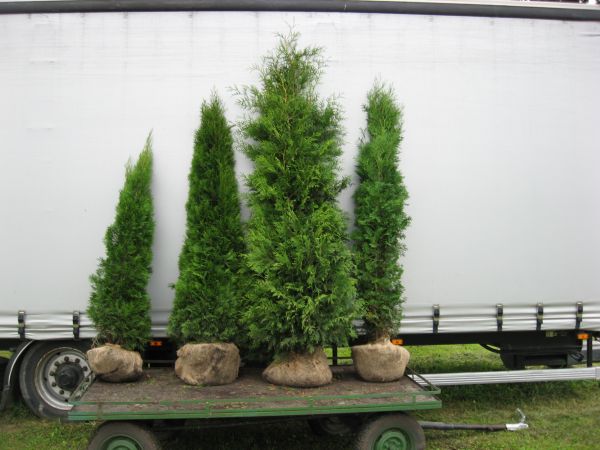 MAZURSKA SZKOLKA ROSLIN OZDOBNYCH W SADUNACH