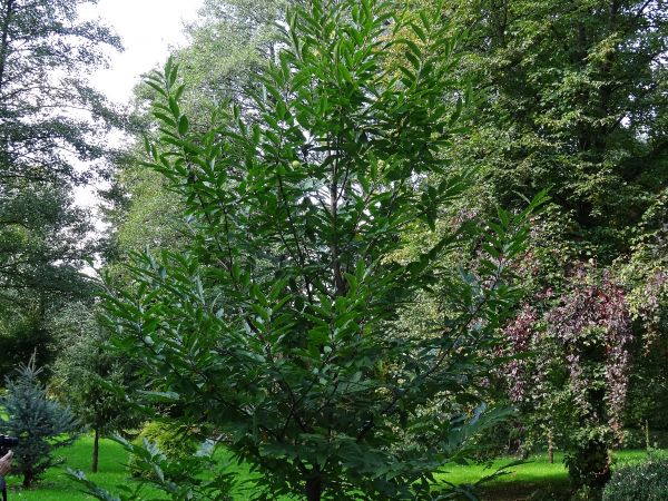 częste egzotyczne nasadzenia krzewów i drzew ale i kęp kwiatów, sitowia, roślin wodnych i bagiennych, wrzosowatych ale i szuwarów - otoczone troską i fachowym p
